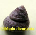Gibbula (Gibbula) divaricata, Lamarck 1822