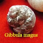 Gibbula (Gibbula) magus, Linné 1758 