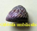 Gibbula (Gibbula) umbilicalis, Da Costa 1778