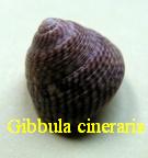 Gibbula cineraria, Linné 1758