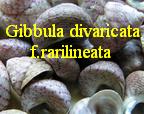 Gibbula divaricata f. rarilineata
