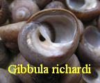 Gibbula richardi, Payraudeau 1826