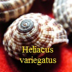 Heliacus (Heliacus) variegatus, Gmelin 1791