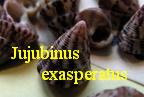 Jujubinus exasperatus exasperatus, Pennant 1777