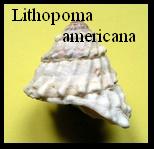 Lithopoma americana, Gmelin 1791 