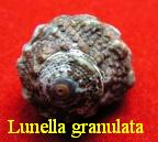 Lunella granulata, Gmelin 1791