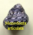 Monodonta articulata, Lamarck 1822