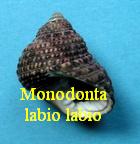 Monodonta labio labio, L. 1758