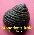 Monodonta labio, Linné 1758