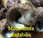 Monodonta mutabilis, Philippi 1846