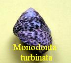 Monodonta (Osilinus) turbinata, Born 1778