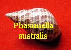 Phasianella australis, Gmelin 1791