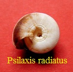 Psilaxis radiatus, Roeding 1798