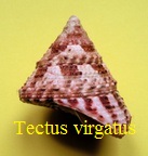 Tectus virgatus (Gmelin, 1791)
