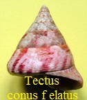 Tectus conus f. elatus, Lamarck 1822 