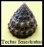 Tectus fenestratus, Gmelin 1791