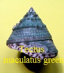Tectus maculatus « green », Linné 1758