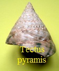 Tectus pyramis, Born 1878