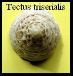 Tectus triserialis, Lamarck 1822 