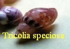 Tricolia speciosa, von Mulhfeldt 1824