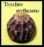 Trochus erythraeus, Brocchi, 1821 