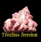 Trochus ferreirai, Bozetti 1996