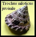 Trochus niloticus juvénile, Linné 1758 