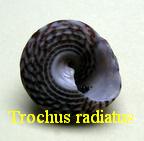 Trochus radiatus, Gmelin 1791