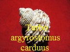 Turbo argyrostomus var. carduus, Fischer in Kiener 1873