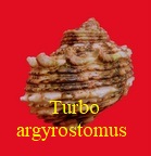 Turbo argyrostomus argyrostomus, Linné 1758