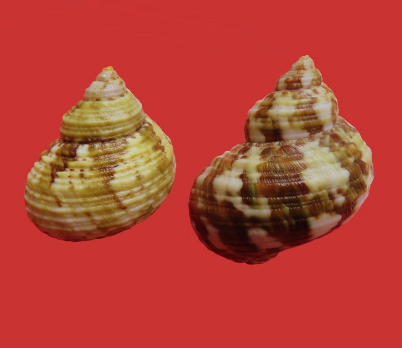 Turbo bruneus (Röding, 1798) Turbbrun10