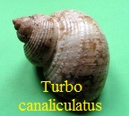 Turbo canaliculatus, Hermann 1781