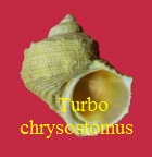 Turbo chrysostomus vert