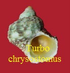Turbo chrysostomus, L. 1758