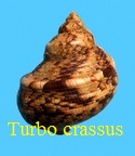 Turbo crassus, Wood 1828
