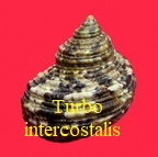 Turbo intercostalis, Menke in Philippi 1846