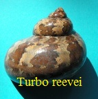 Turbo reevei, Philippi 1847