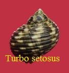 Turbo setosus, Gmelin 1791