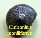 Umbonium moniliferum, Lamarck 1804
