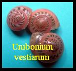 Umbonium vestiarum