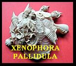 XENOPHORA PALLIDULA