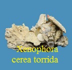 Xenophora cerea torrida, Kuroda & Ito 1961