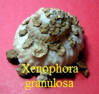 Xenophora granulosa, Ponder 1983
