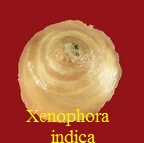 Xenophora indica, Gmelin 1791