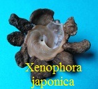 Xenophora japonica, Kuroda & all. 1971