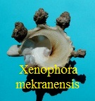 Xenophora mekranensis konoi, Habe 1953