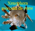 Xenophora pallidula morceau de verre