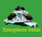 Xenophora tenuis, Fulton 1934