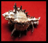 muricidae