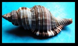 Cymatiacea